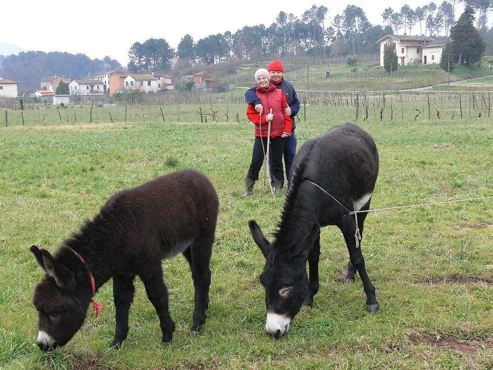 Farm stay Dreamers Bed & Breakfast San Macario In Piano Italy